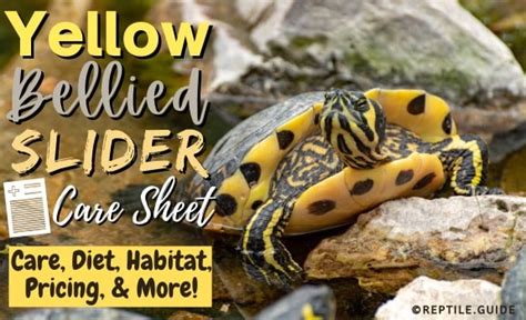 Yellow Bellied Slider A Guide To Caring For Yellow Belied Sliders As