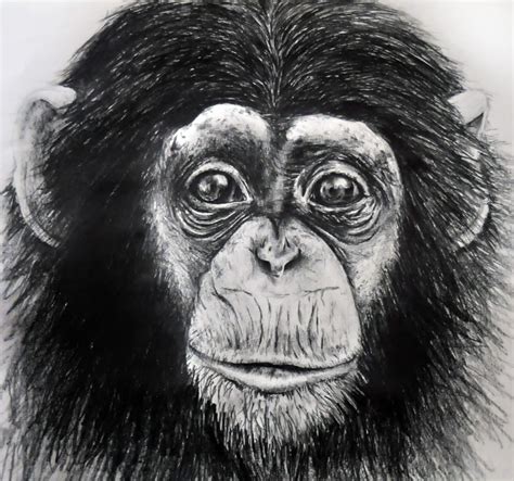 Top Monkey Sketch Drawing Great Concept