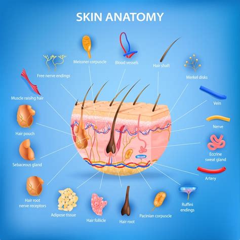 Pôster Realista De Anatomia Da Pele Com Camadas E Ilustração De Peças