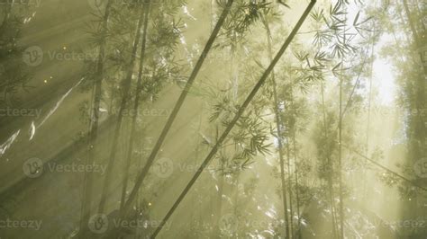 Asian Bamboo Forest With Morning Fog Weather 5804356 Stock Photo At