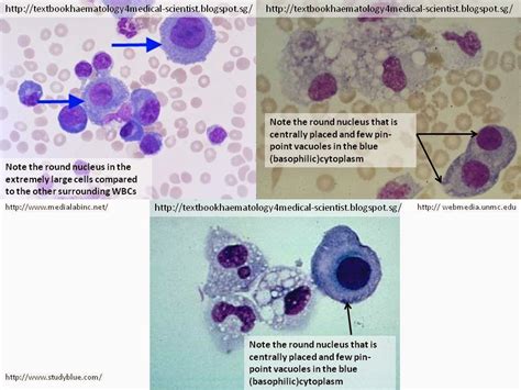 Haematology In A Nutshell Hematological Cells In Fluid
