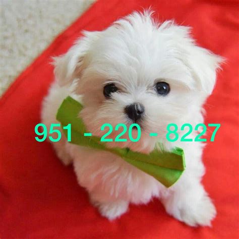 Maltese Puppies For Sale Dallas TX Petzlover