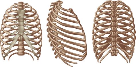 Rib cage pain is a common complaint that can be caused by factors, ranging from a fractured rib to lung cancer. How Many Ribs do Humans Have? - Bodytomy