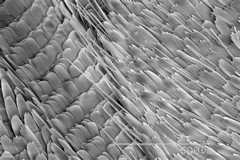 Fascinating Images Of Everyday Objects Under A Microscope Readers Digest