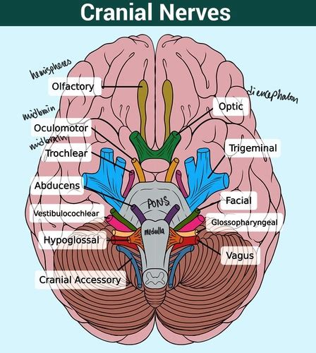 cranial nerves flashcards quizlet