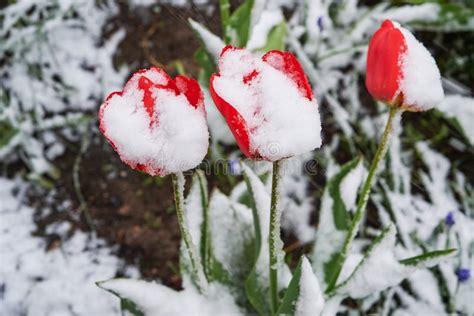 Tulips Under The Snow Stock Photo Image Of Petal Naturalanomaly