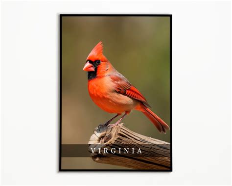 Virginia State Bird Northern Cardinal Photo Art Print State Etsy