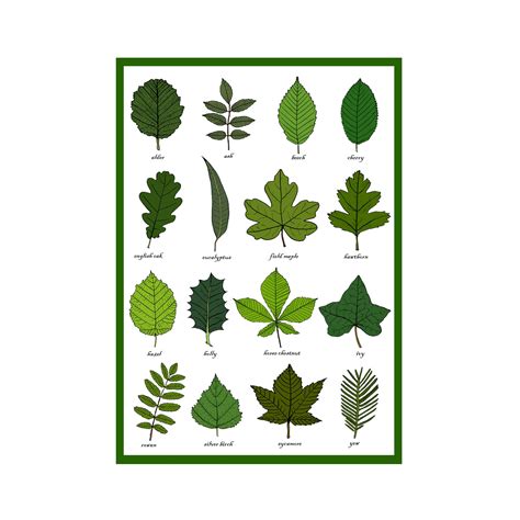 Leaves Greetings Card Leaf Identification Chart Plant Etsy Uk