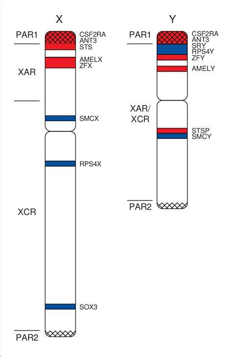 The Location Of Selected Genes On The Human X And Y Chromosomes The