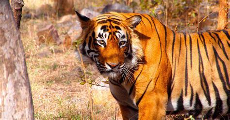 Land In Telenganas Amrabad Tiger Reserve Being Diverted For Uranium Mining Disaster For Wildlife