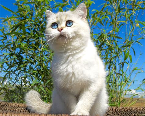 The breeder of british shorthair cats and british longhair cats of silver shaded, golden shaded, and chinchilla colors with blue and green eyes. Golden Shaded Pointed Shorthair ny1133 belleayr.com in ...