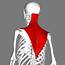 Trapezius Clearing Up The Confusion – Physiospot Physiotherapy And 