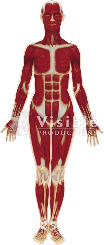 The muscles labelled in the anterior muscles diagram shown above are listed in bold in the following table Muscular System Quotes. QuotesGram