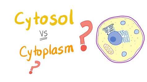 Cytosol Vs Cytoplasm Whats The Difference Youtube