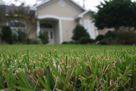 Turfgrass Selection For Your Florida Lawn Community Blogs