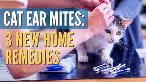 How To Treat Ear Mites In Cats