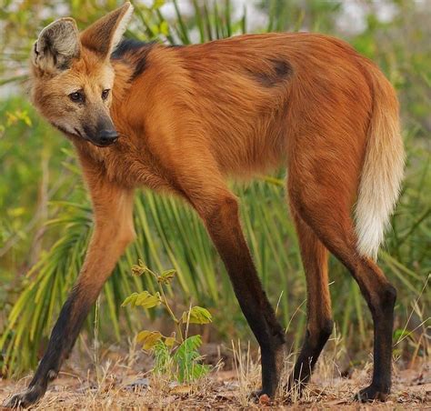 The Maned Wolf Is The Tallest Canid Of South America The Noticeably