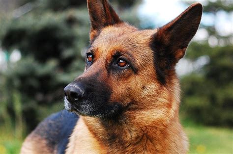 If your dog has allergies, you should try new dog food brands to help reduce or eliminate symptoms. Best Dog Food for German Shepherds with Skin Allergies