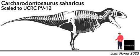Carcharodontosaurus Saharicus Skeletal Fandom