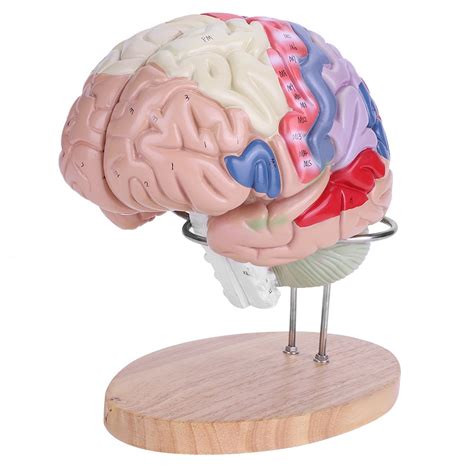 Buy Brain Structure Model Anatomy Color Coded Cerebral Cortex Nerve