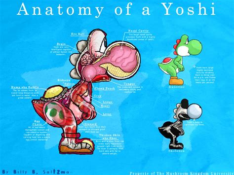 Artanatomy Of Yoshi 173930611