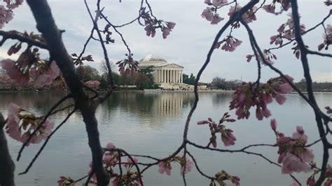 Despite Snowy Forecast Cherry Blossoms Advance To ‘puffy White Stage