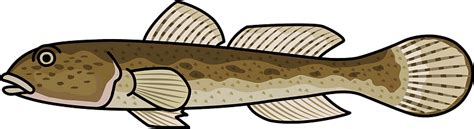 Goby Fish Clipart Free Download Transparent Png Creazilla