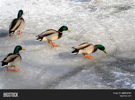 Ducks Walk On Ice Image And Photo Free Trial Bigstock