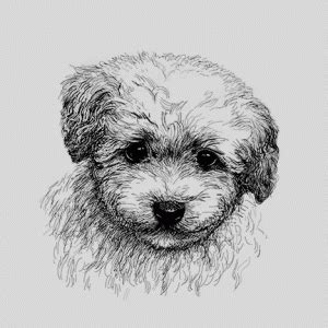 Quadruped pet care: quadruped tearless shampoo explained