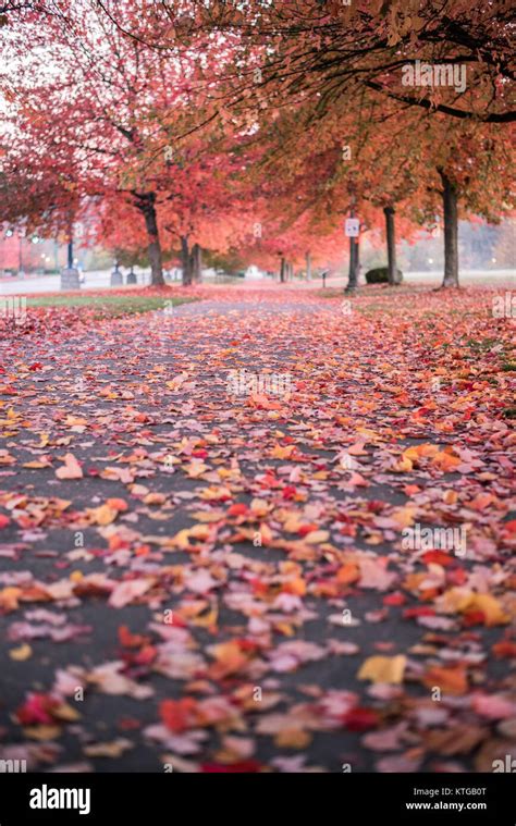 Fall In Vancouver Stanley Park Stock Photo Alamy