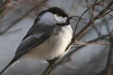 Fluffy Chickadee Sarina Cook Flickr