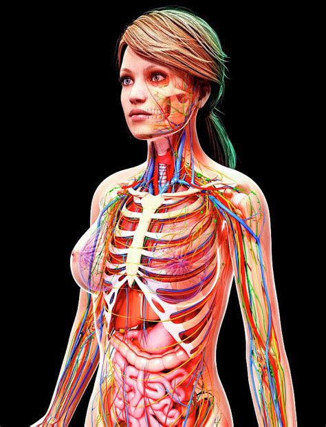 Female Anatomy Photograph By Pixologicstudioscience Photo Library Pixels