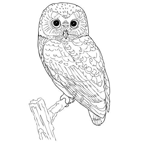 Corujas Para Colorir E Imprimir