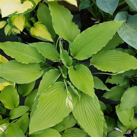 Hosta Love Song Buy Plantain Lily At Coolplants