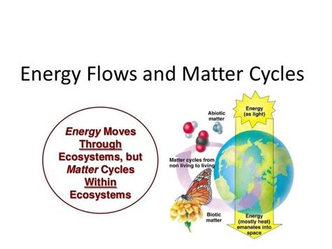 Matter Cycles And Energy Flow Review Mr Siemianowski Eisenhower High