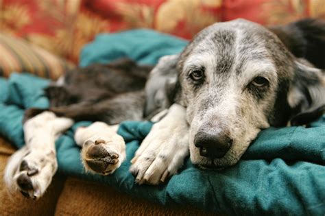 Senior Pets Can Still Live Life To The Full Dogslife Dog Breeds Magazine