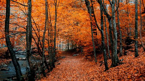 Orange Leaves Autumn Path Foliage 4k Hd Nature Wallpapers Hd