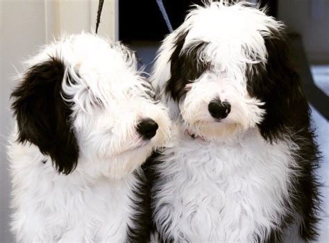 Sheepadoodle Breeders Indiana Feathers And Fleece Farm Mini Schnoodle