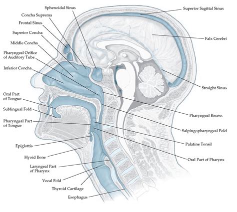 Sagittal Section Of The Mouth Nasal Cavity And Pharynx Diagram