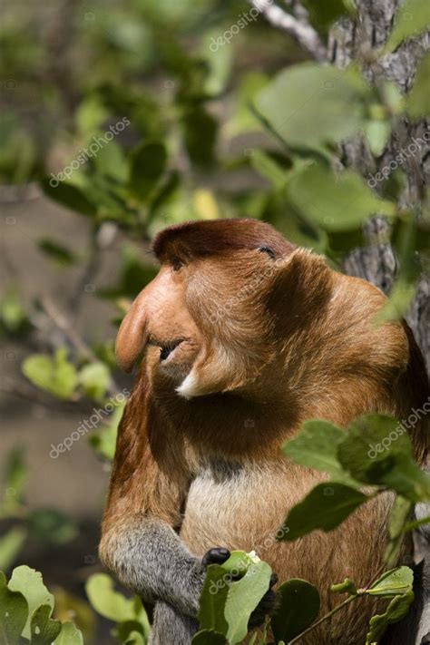 Proboscis Monkey Borneo — Stock Photo © Emprise 2364783