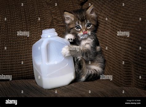 kittens drinking milk