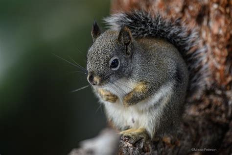 We did not find results for: Moose Podcast #117 - "Cabin Fever 2019" | Moose Peterson's ...