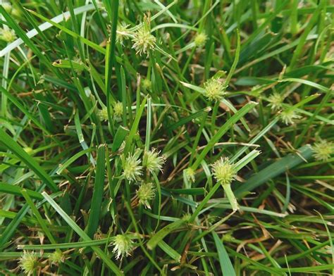 Yellow nutsedge is often confused with purple nutsedge. News & Events | Genesis Turfgrass