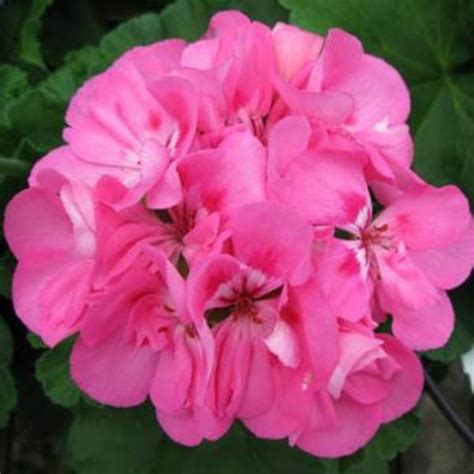 Wholesale Geranium Zonal Patriot Tickled Pink Rooted Plug Liners