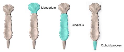 Mahmoud Nasr Human Anatomy Part Three Rib Cage Mahmoud Nasr 2020