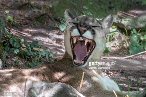 Cougar Mouth Photos Et Images De Collection Getty Images