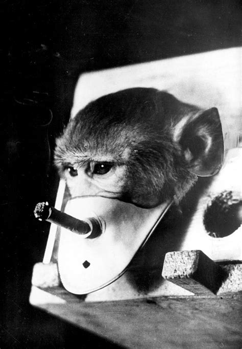 Rhesus Monkey Being Forced To Smoke Photograph By Everett