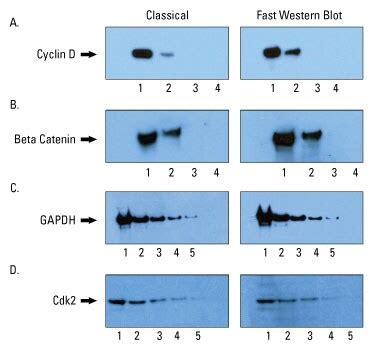 Fast Western Blot Kits Performance Data Thermo Fisher Scientific JP