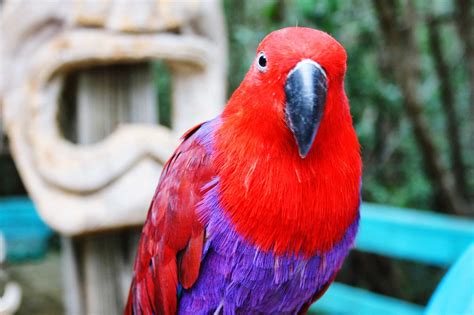 8 Top Lesser Known Pet Bird Species