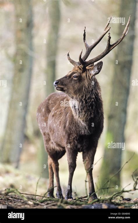 Dybowski Sika Deer Stag In Late Autumn Stock Photo Alamy
